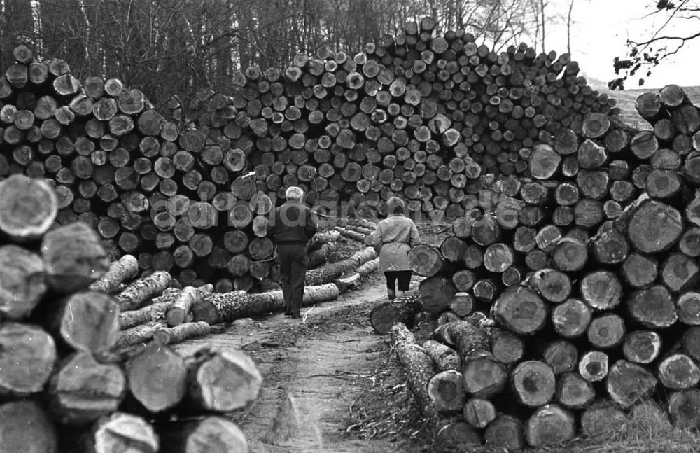 DDR-Bildarchiv: Schwedt - 09.02.92 abgrholzte Bäume bei Schwedt