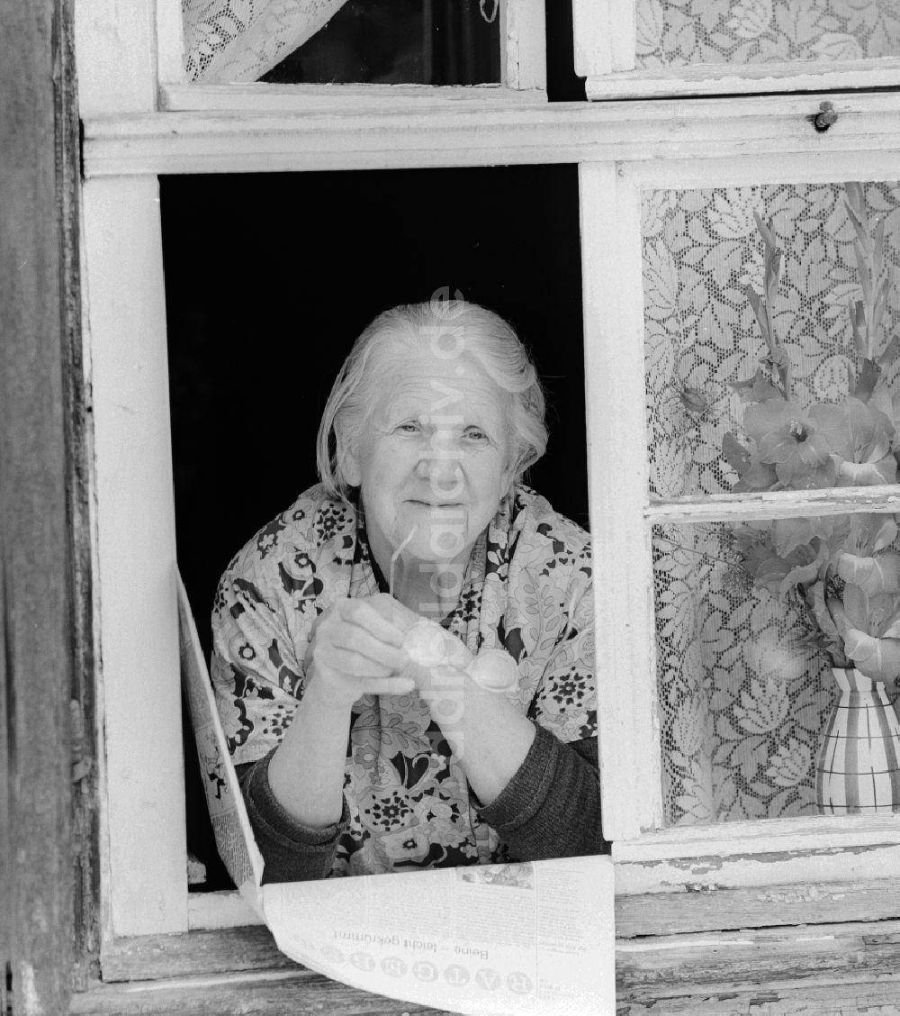 DDR-Bildarchiv: Quedlinburg - Ältere Frau mit Kittelschürze und Brille schaut aus einem Fenster in Quedlinburg in Sachsen-Anhalt in der DDR