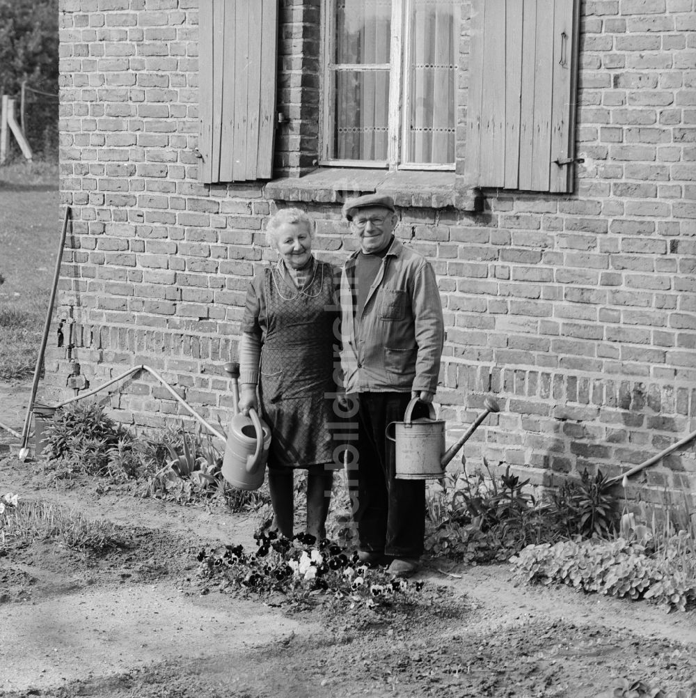 Pasewalk: Älteres Ehepaar mit Gießkanne in ihrem Garten in Pasewalk im heutigen Bundesland Mecklenburg-Vorpommern