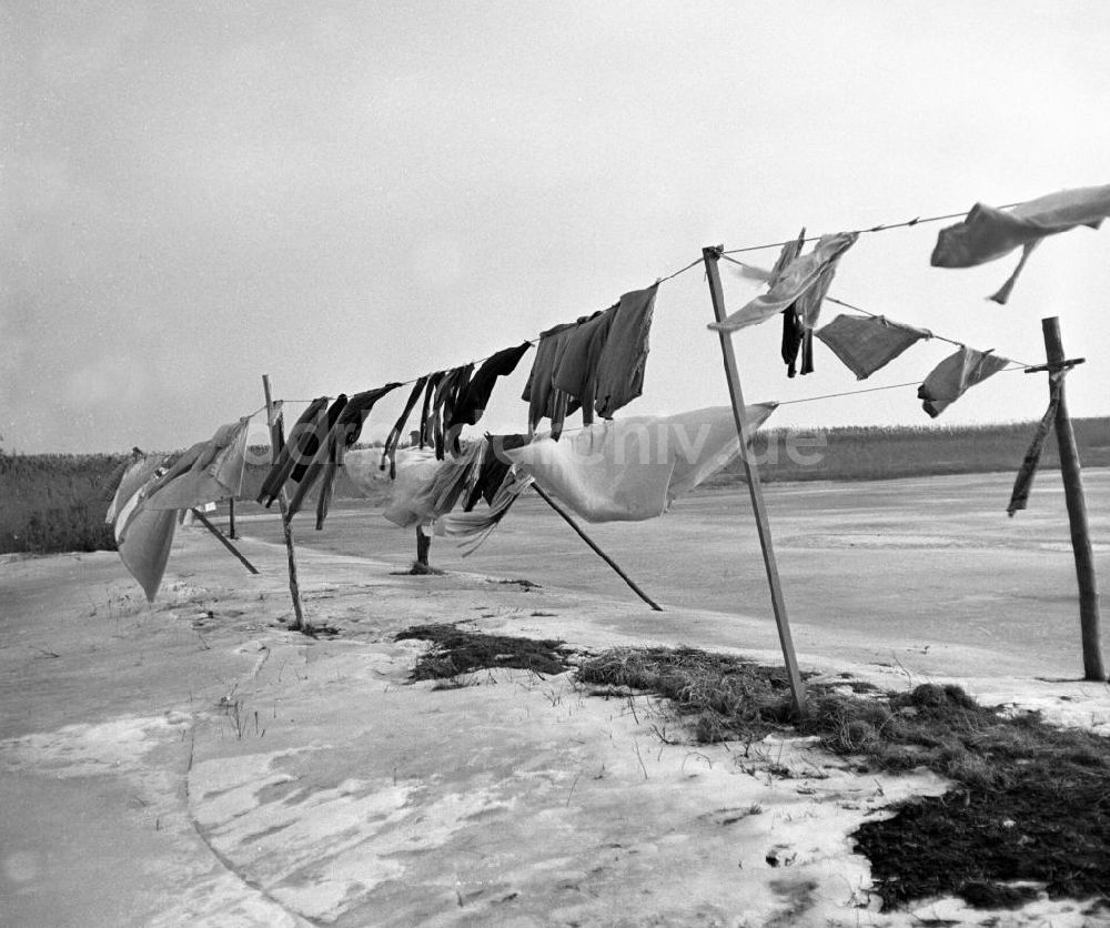 DDR-Bildarchiv: Ahrenshoop - Ahrenshoop DDR - Wäsche im Winter 1961