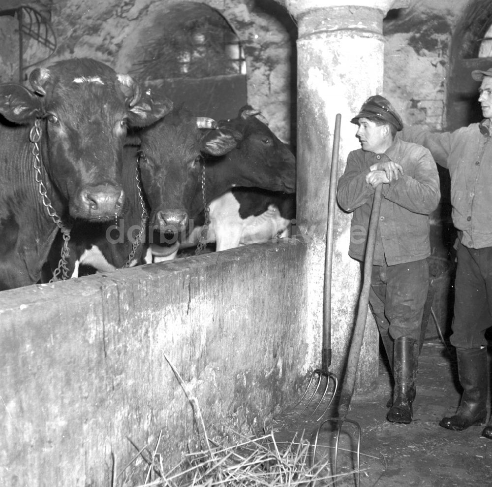 DDR-Fotoarchiv: Fienstedt - Arbeiten zur Milchproduktion in einem Landwirtschaftsbetrieb in Fienstedt in Sachsen-Anhalt in der DDR