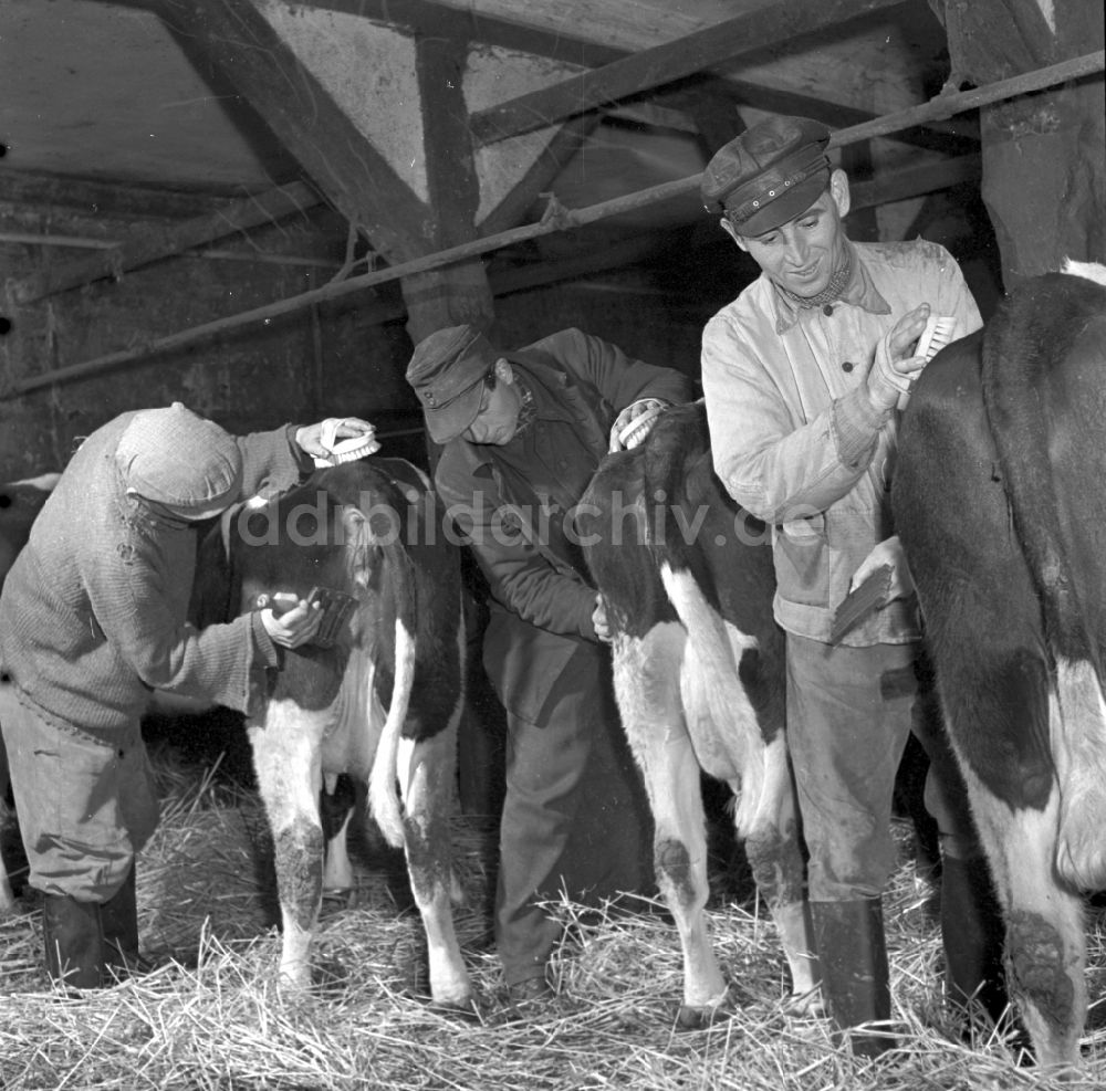 DDR-Bildarchiv: Fienstedt - Arbeiten zur Milchproduktion in einem Landwirtschaftsbetrieb in Fienstedt in Sachsen-Anhalt in der DDR