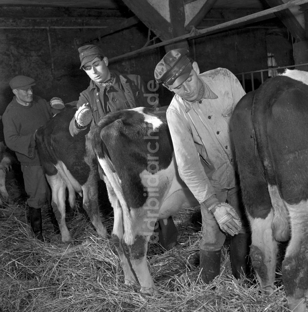 DDR-Bildarchiv: Fienstedt - Arbeiten zur Milchproduktion in einem Landwirtschaftsbetrieb in Fienstedt in Sachsen-Anhalt in der DDR