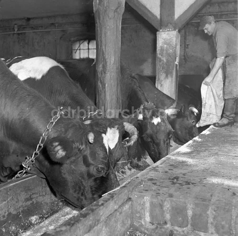 DDR-Fotoarchiv: Fienstedt - Arbeiten zur Milchproduktion in einem Landwirtschaftsbetrieb in Fienstedt in Sachsen-Anhalt in der DDR