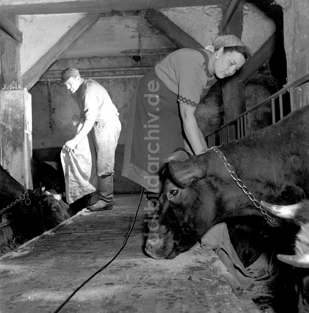 Fienstedt: Arbeiten zur Milchproduktion in einem Landwirtschaftsbetrieb in Fienstedt in Sachsen-Anhalt in der DDR
