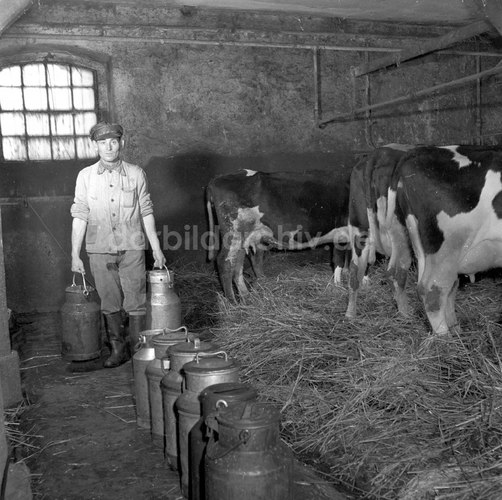 Fienstedt: Arbeiten zur Milchproduktion in einem Landwirtschaftsbetrieb in Fienstedt in Sachsen-Anhalt in der DDR