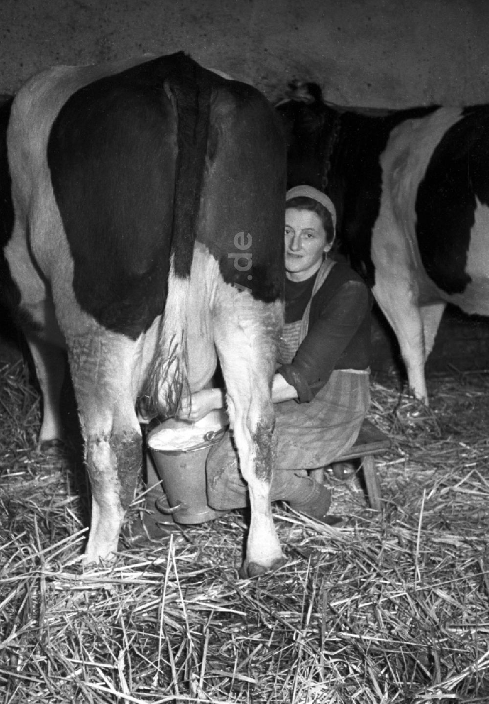 DDR-Fotoarchiv: Reichstädt - Arbeiten zur Milchproduktion in einem Landwirtschaftsbetrieb in Reichstädt in Thüringen in der DDR