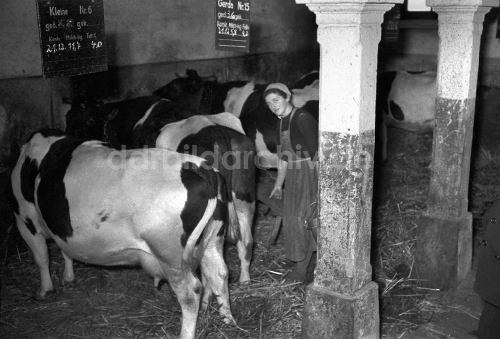 Reichstädt: Arbeiten zur Milchproduktion in einem Landwirtschaftsbetrieb in Reichstädt in Thüringen in der DDR