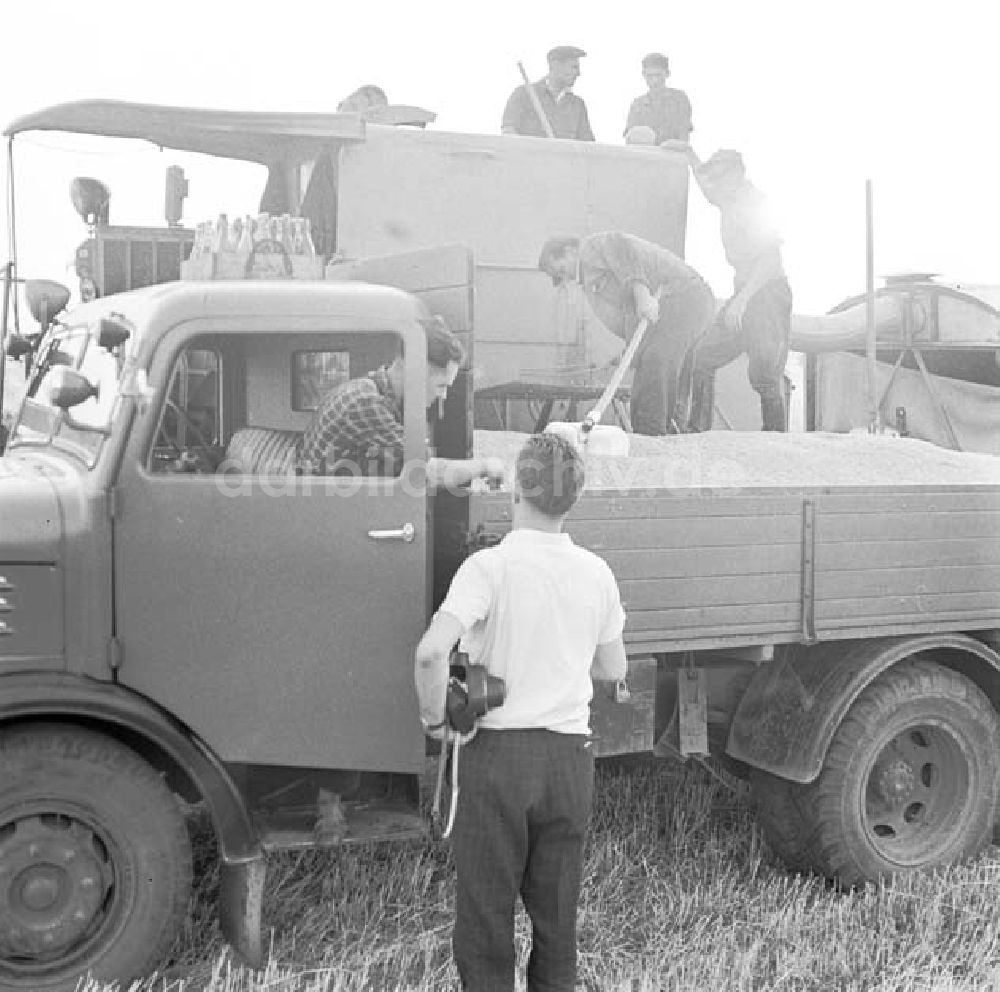 DDR-Fotoarchiv: Kreis Seelow - Arbeiter der LPG Karl Marx bei der Ernte auf Fahrzeugen im Kreis Seelow