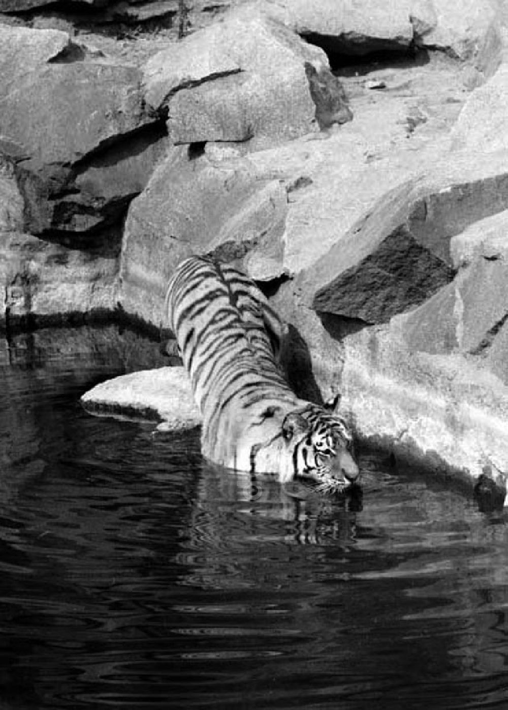 DDR-Fotoarchiv: Berlin - August 1973 Tiger im Tierpark.