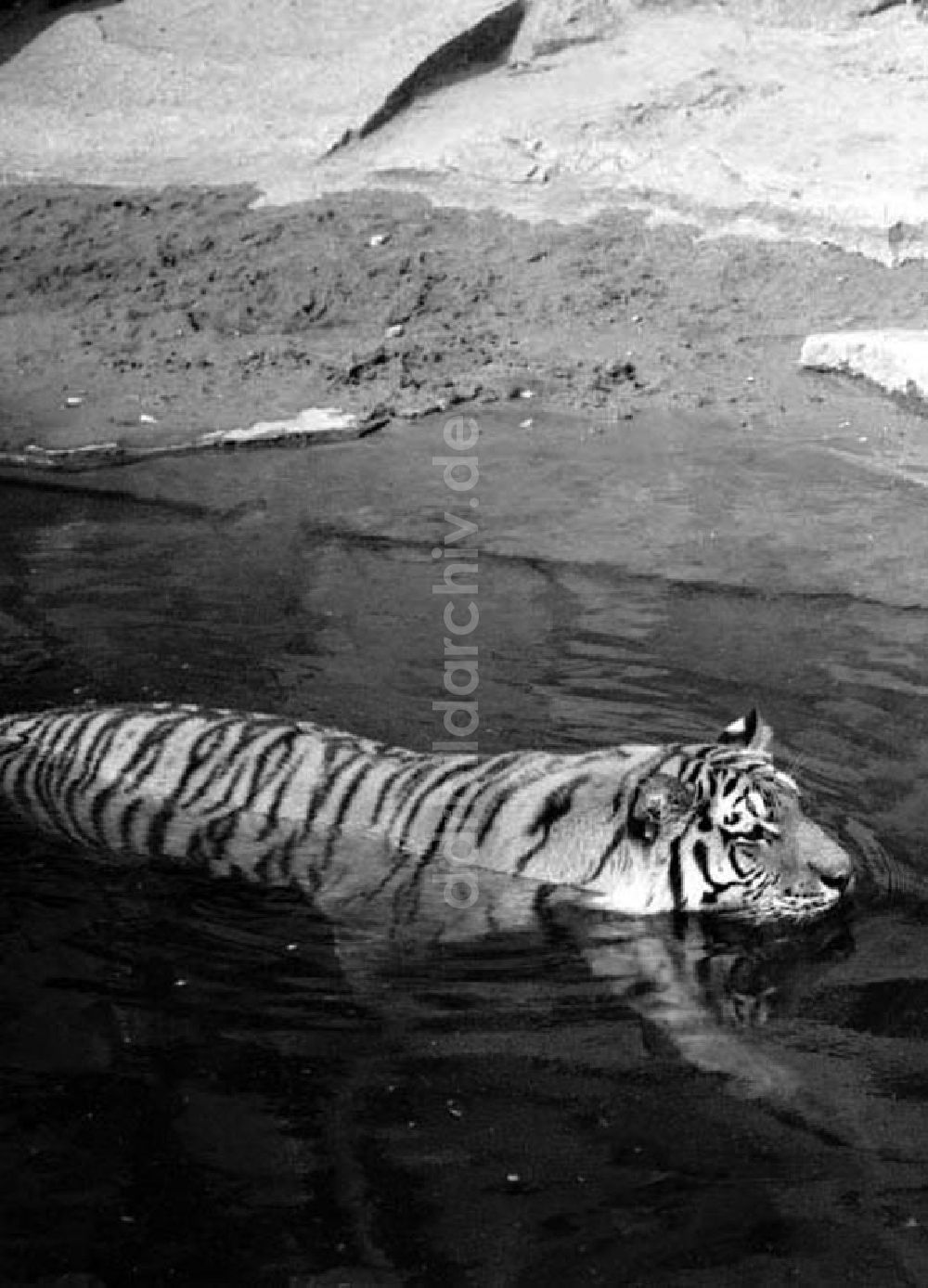 Berlin: August 1973 Tiger im Tierpark.