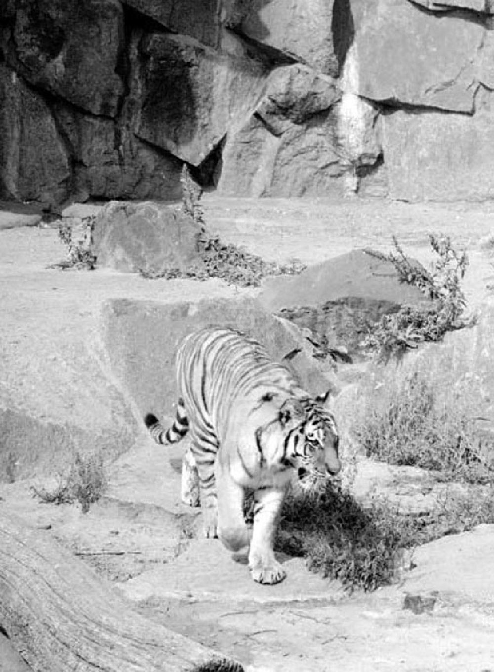 DDR-Bildarchiv: Berlin - August 1973 Tiger im Tierpark.