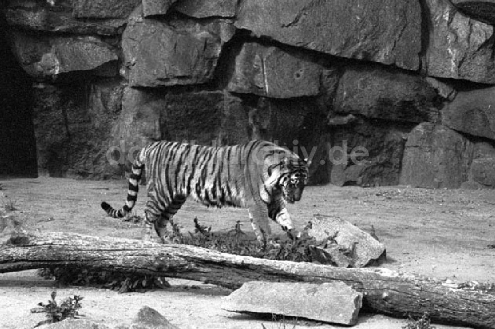 DDR-Fotoarchiv: Berlin - August 1973 Tiger im Tierpark.