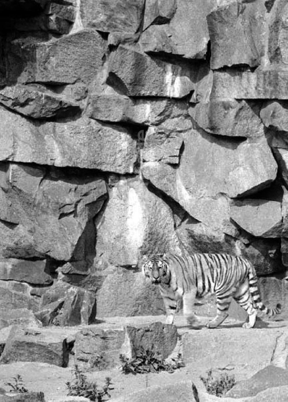 Berlin: August 1973 Tiger im Tierpark.