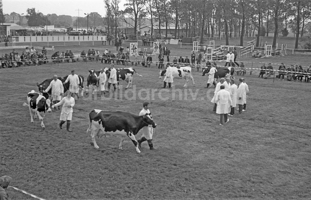 DDR-Bildarchiv: Paaren - Ausstellung als Leistungsschau eines Rinderwettbewerb in Paaren in der DDR