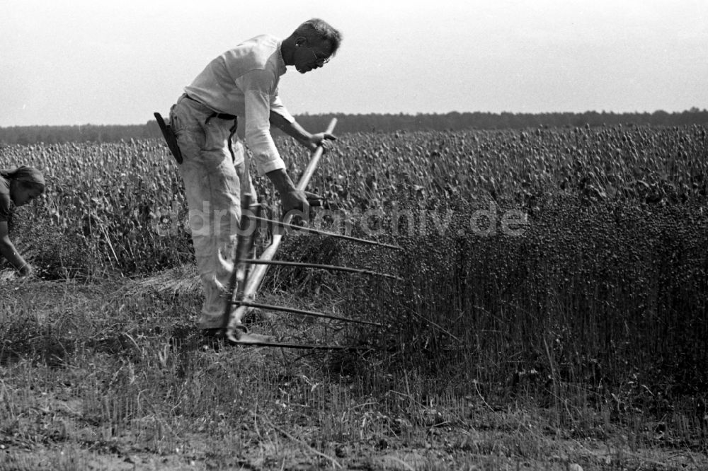 Trossin: Bauer mit Sense auf einem Feld in Trossin im Bundesland Sachsen in Deutschland