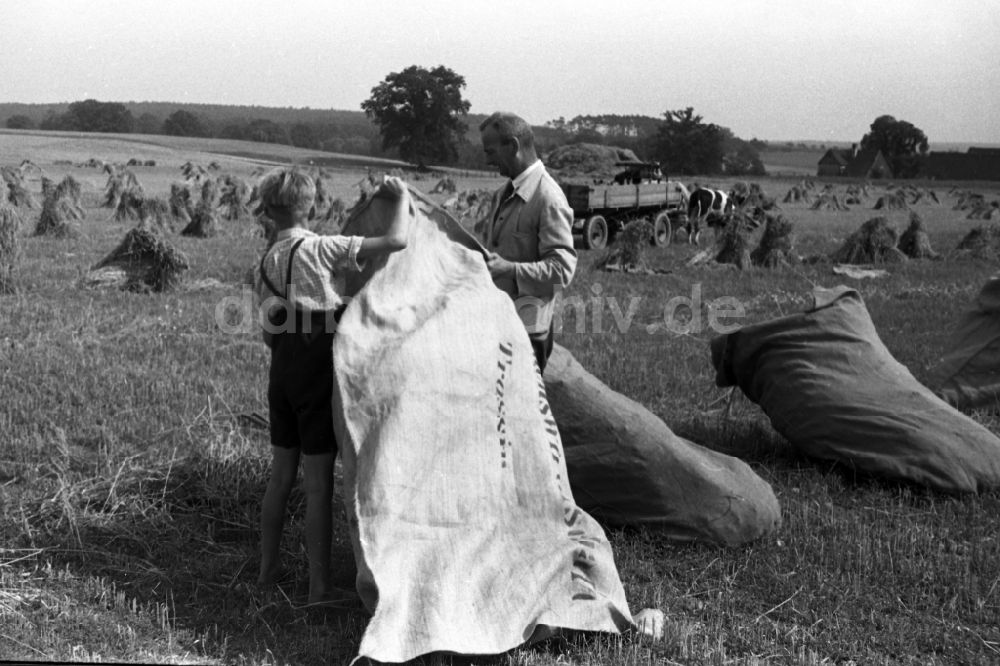 DDR-Fotoarchiv: Trossin - Bauern packen auf einem Feld Stroh und Getreide in Säcke in Trossin im Bundesland Sachsen in Deutschland