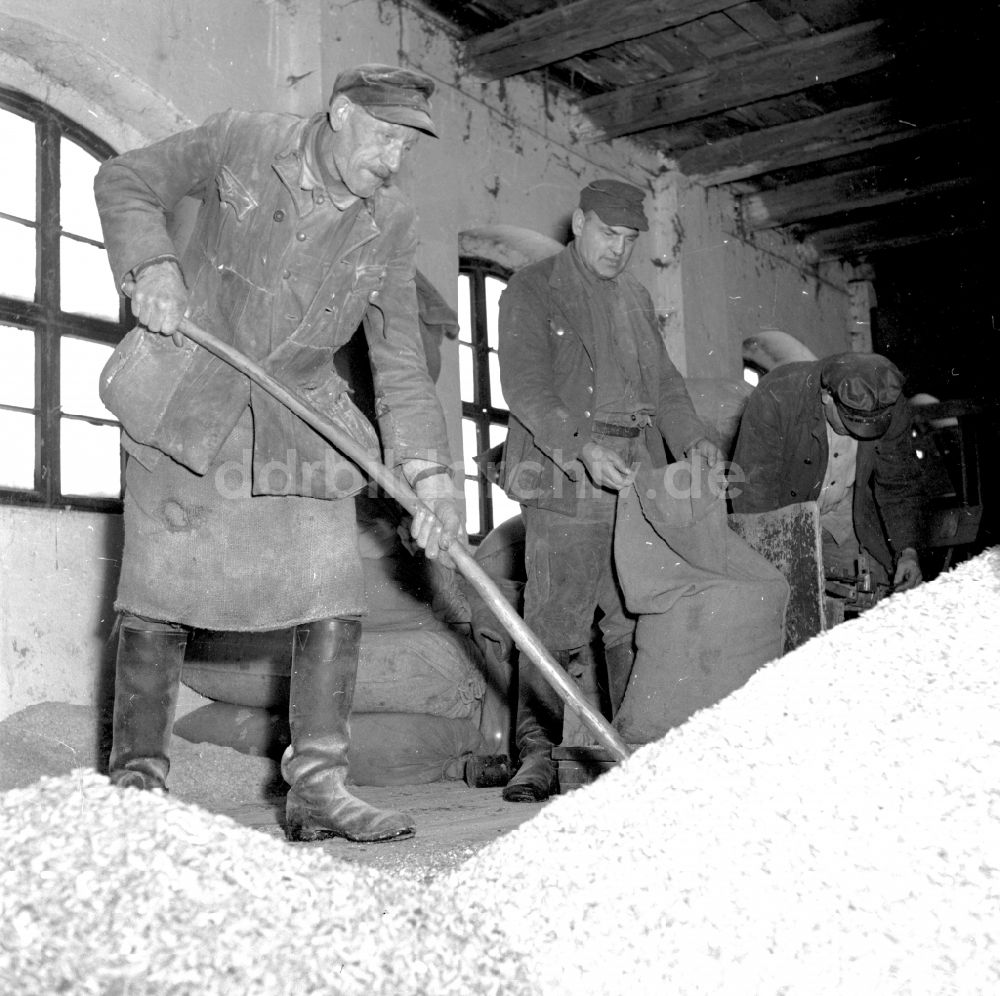 DDR-Bildarchiv: Fienstedt - Bauernhofbetrieb mit Bauern bei Arbeiten zur Viehhaltung in der LPG in Fienstedt in der DDR
