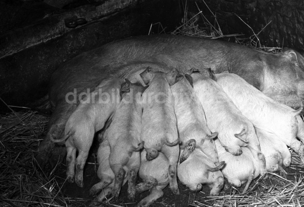 Fienstedt: Bauernhofbetrieb zur Schweinezucht in Fienstedt im Bundesland Sachsen-Anhalt auf dem Gebiet der ehemaligen DDR, Deutsche Demokratische Republik