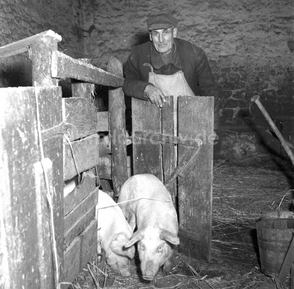 DDR-Bildarchiv: Fienstedt - Bauernhofbetrieb zur Schweinezucht in Fienstedt im Bundesland Sachsen-Anhalt auf dem Gebiet der ehemaligen DDR, Deutsche Demokratische Republik