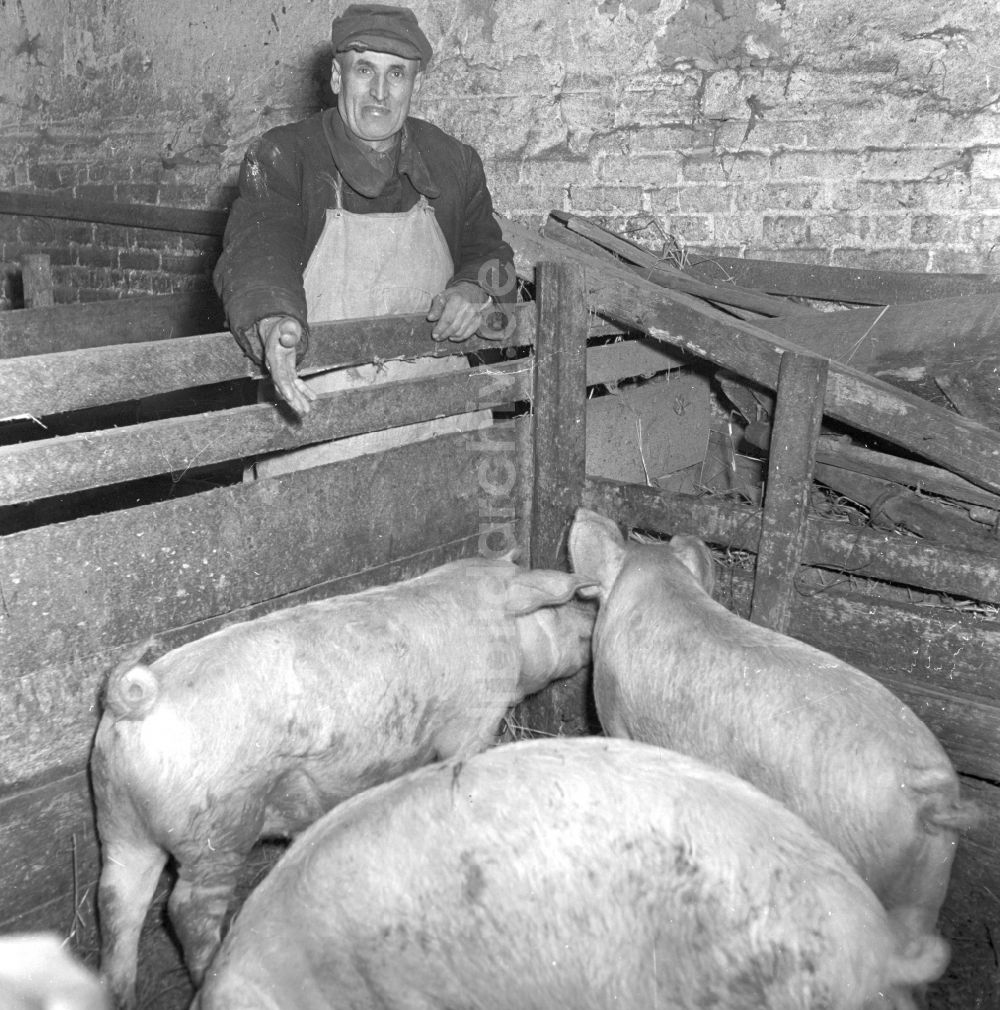 DDR-Fotoarchiv: Fienstedt - Bauernhofbetrieb zur Schweinezucht in Fienstedt im Bundesland Sachsen-Anhalt auf dem Gebiet der ehemaligen DDR, Deutsche Demokratische Republik