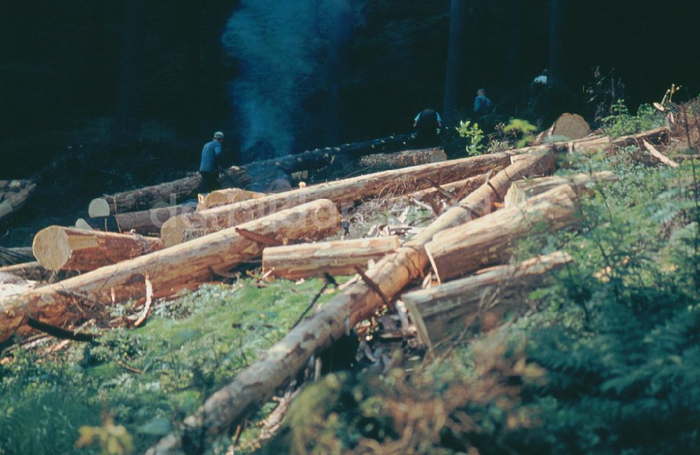 Suhl: Baumfällarbeiten in einem Wald bei Suhl in der DDR