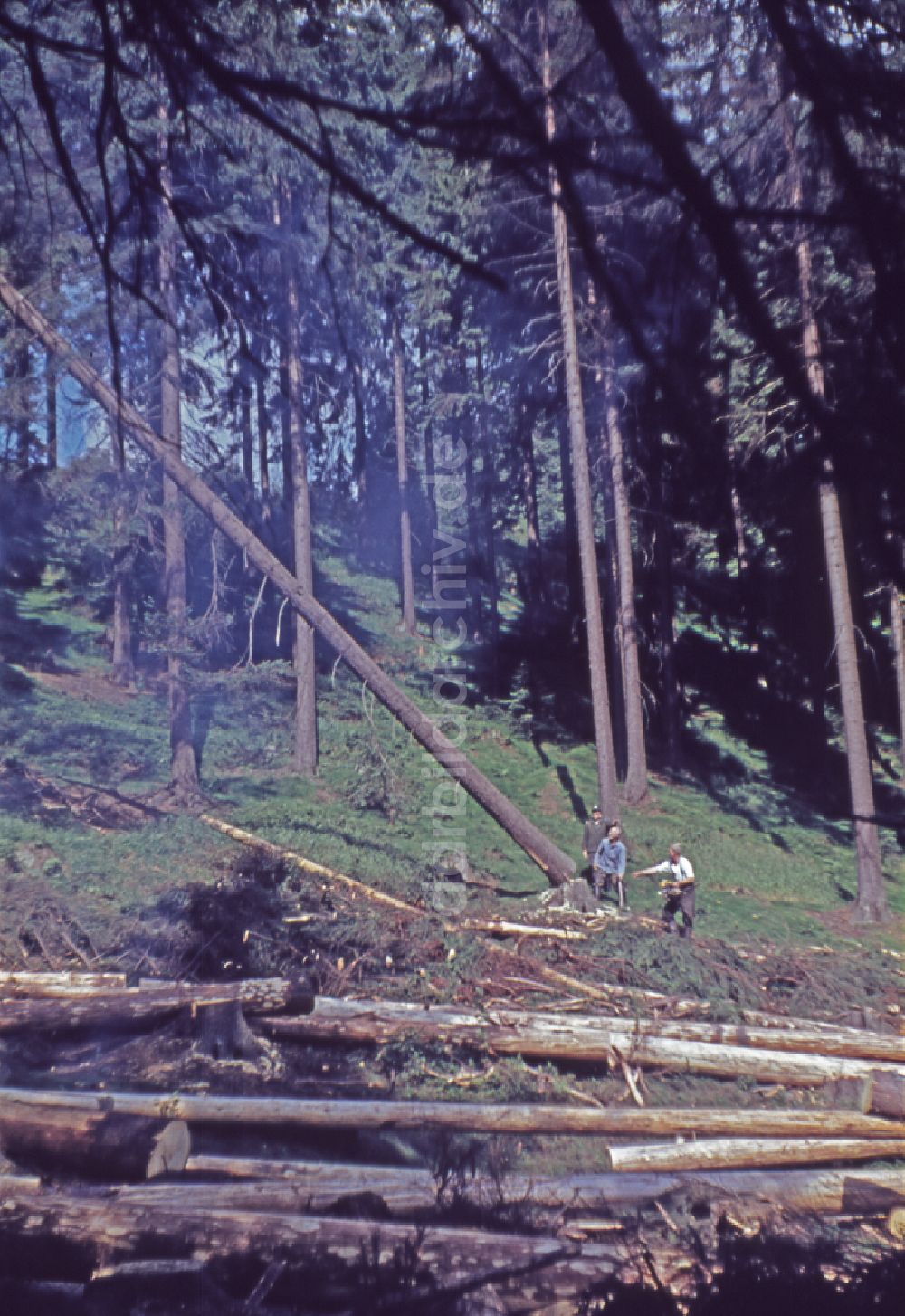 DDR-Bildarchiv: Suhl - Baumfällarbeiten in einem Wald bei Suhl in der DDR
