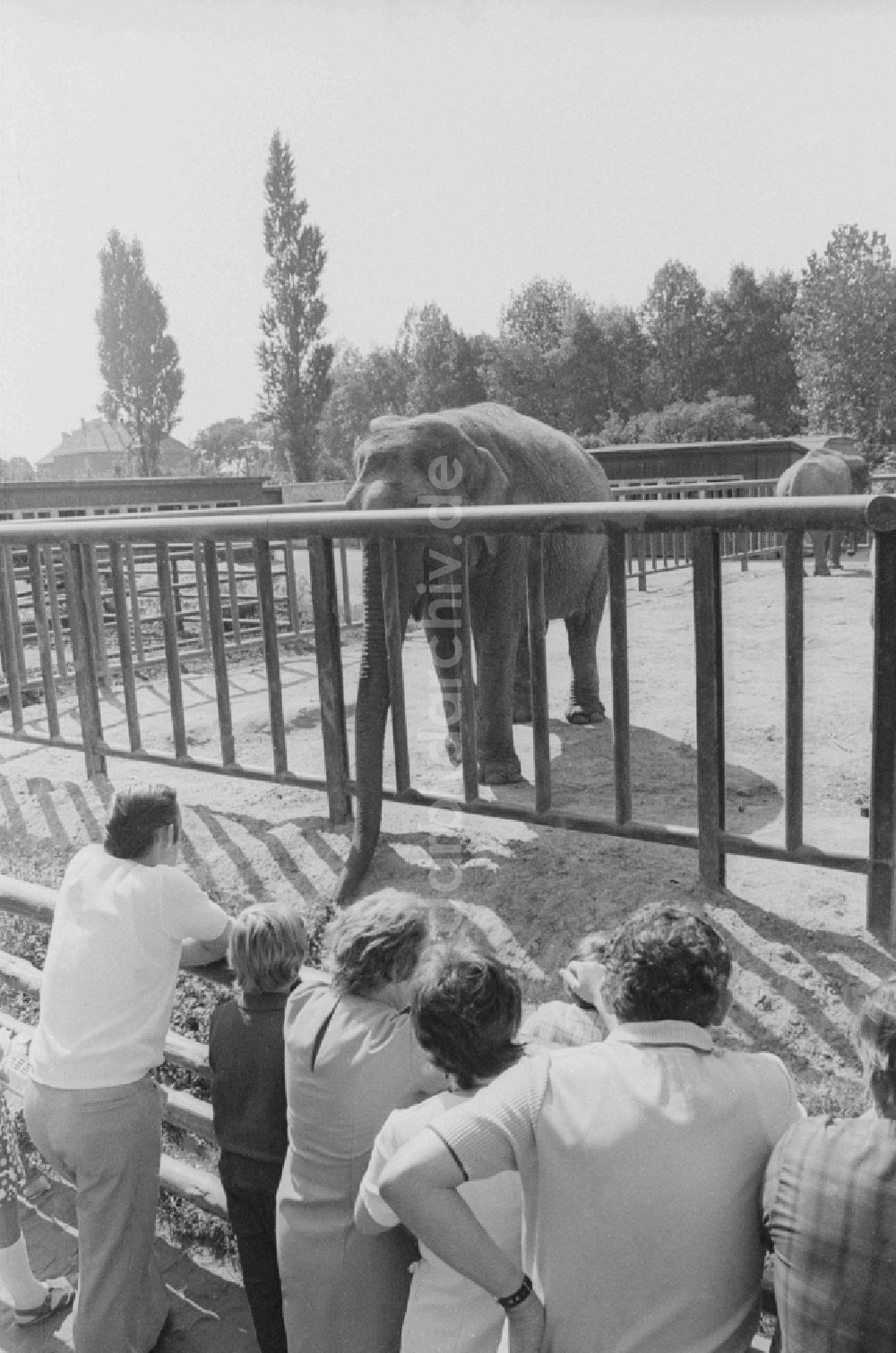 DDR-Fotoarchiv: Berlin - Besucher im Tierpark Berlin - Friedrichsfelde am Elefantengehege in Berlin, der ehemaligen Hauptstadt der DDR, Deutsche Demokratische Republik