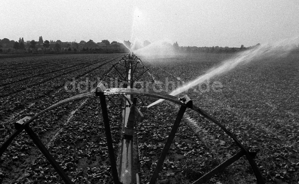 DDR-Fotoarchiv: Berlin - Bewässerungsanlage auf einem Feld der LPG 1.Mai in Berlin-Wartenberg