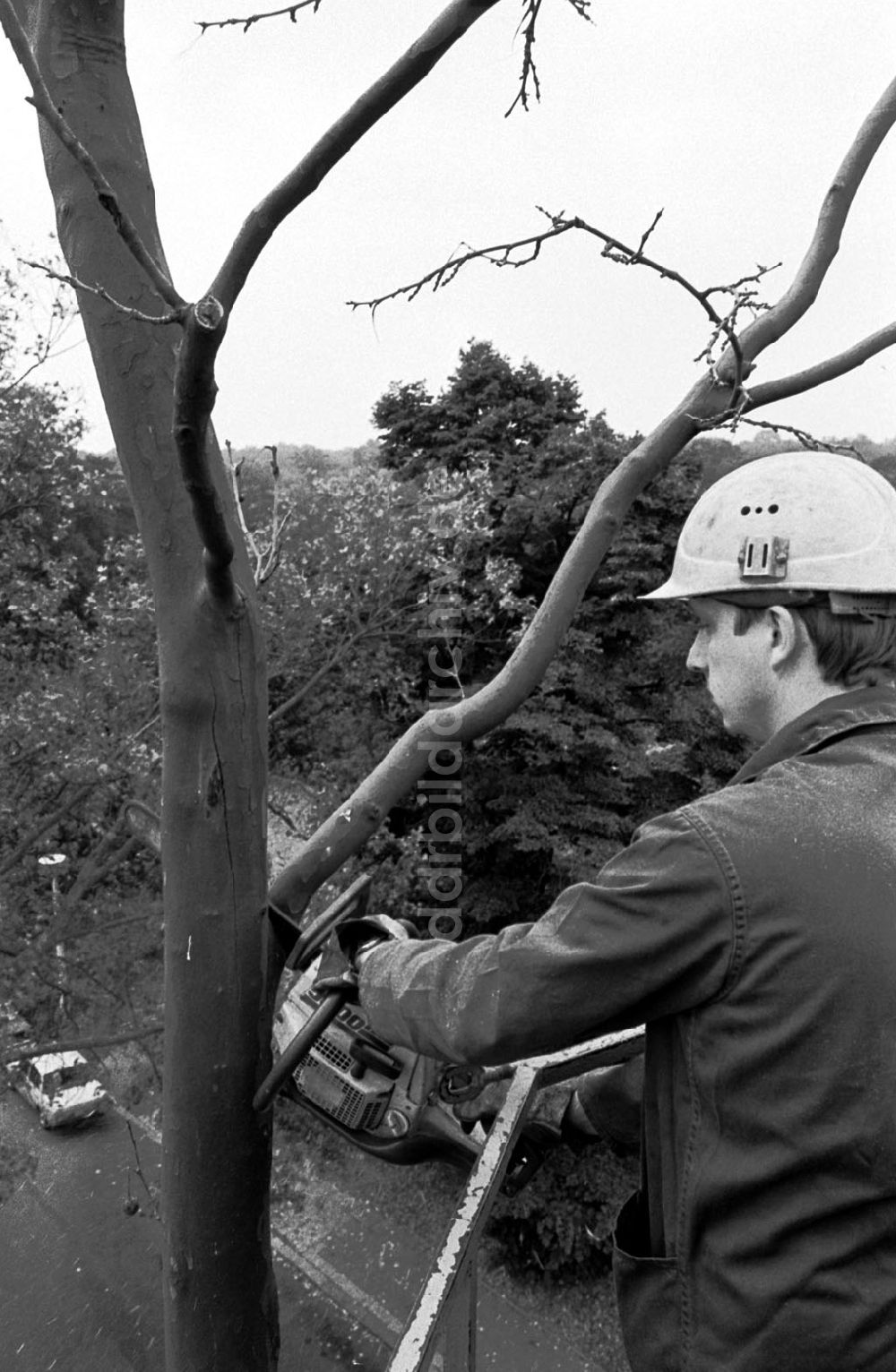 DDR-Fotoarchiv: unbekannt - Bäume ausästen durch VEB (k) Stadtwirtschaft 26.09.89 Foto: ND/ Grahn Umschlagnummer: 1106