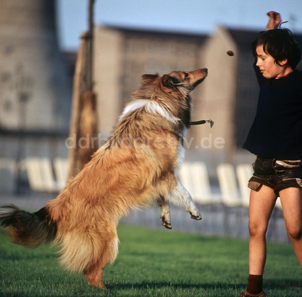 DDR-Fotoarchiv: Berlin - DDR - Ein Hund wie Lassie 1970