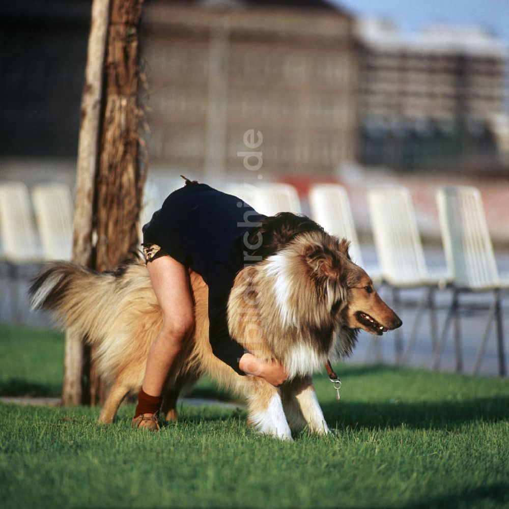 DDR-Bildarchiv: Berlin - DDR - Ein Hund wie Lassie 1970