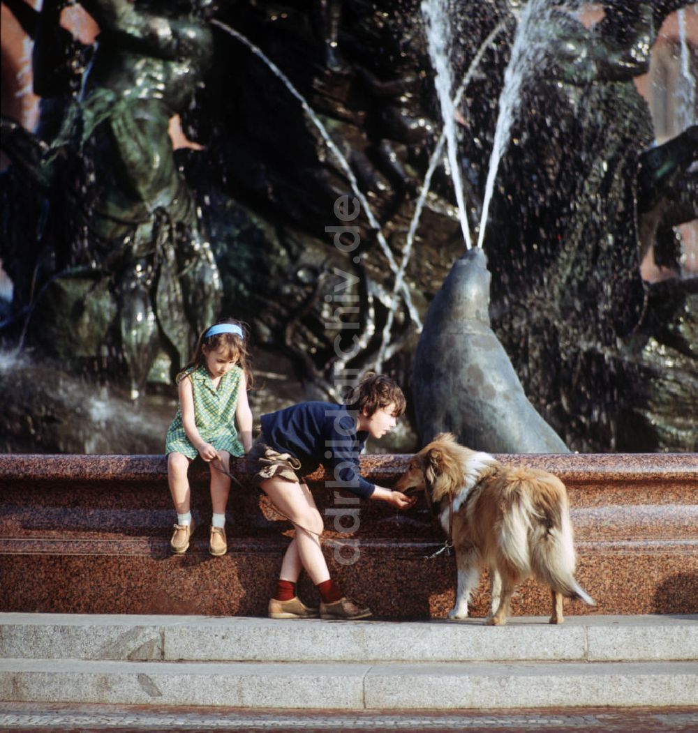 DDR-Bildarchiv: Berlin - DDR - Ein Hund wie Lassie 1970