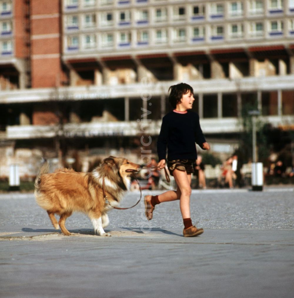 DDR-Fotoarchiv: Berlin - DDR - Ein Hund wie Lassie 1970