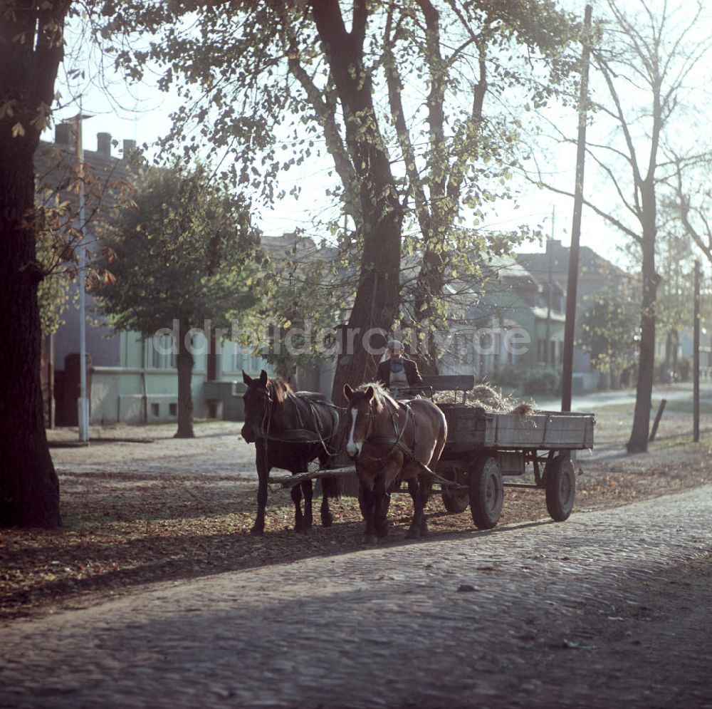 DDR-Fotoarchiv: Groß-Behnitz - DDR - Pferdegespann 1970