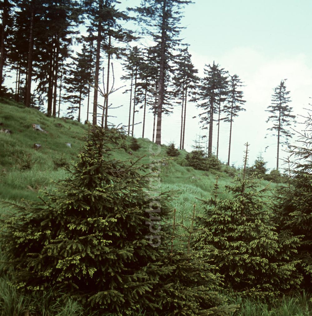 DDR-Fotoarchiv: Hörschel - DDR - Thüringer Wald 1969