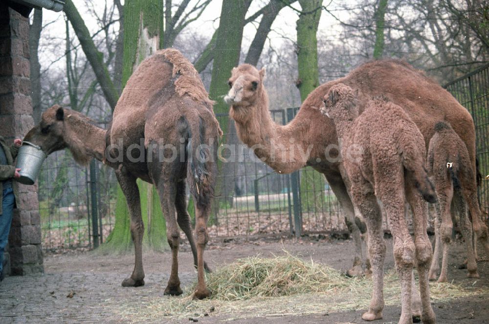 DDR-Fotoarchiv: Berlin - Dromedar im Tierpark