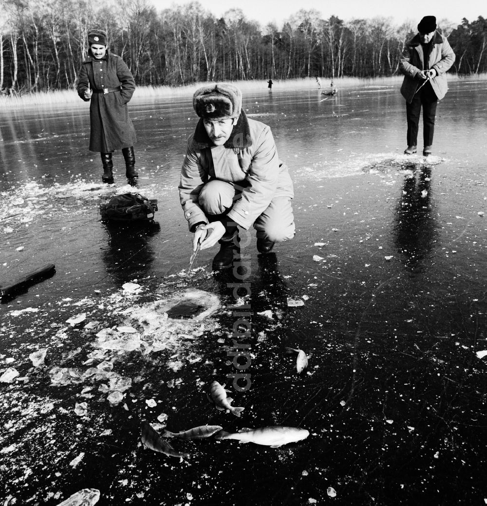 DDR-Fotoarchiv: Zossen - Eisangler auf dem zugefrorenen Motzener See in Zossen in Brandenburg in der DDR