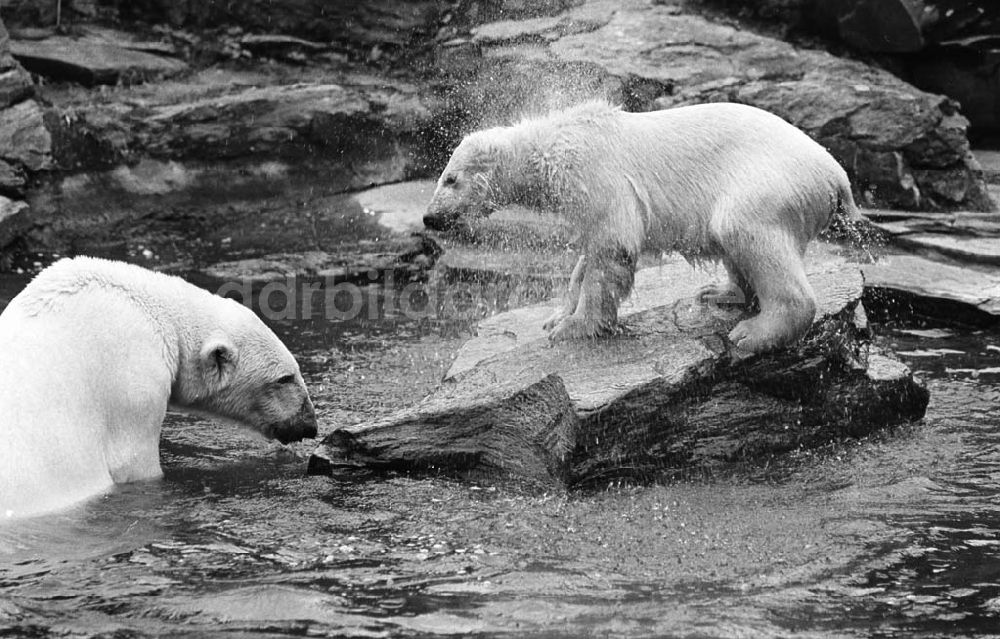 Berlin / Lichtenberg: 12.06.92 Eisbärenjunges im Tierpark