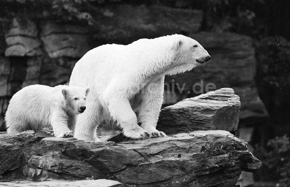 DDR-Bildarchiv: Berlin / Lichtenberg - 12.06.92 Eisbärenjunges im Tierpark
