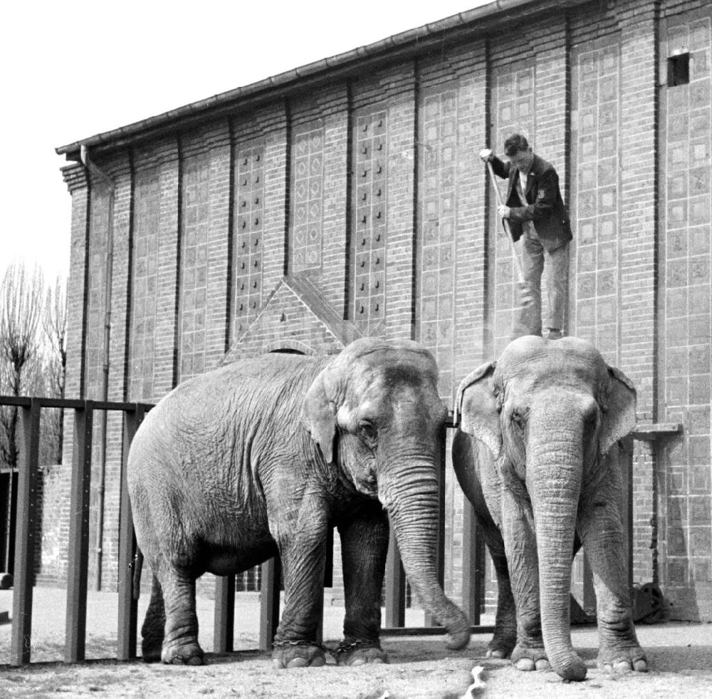DDR-Fotoarchiv: Leipzig - Elefanten im Leipziger Zoo 1959