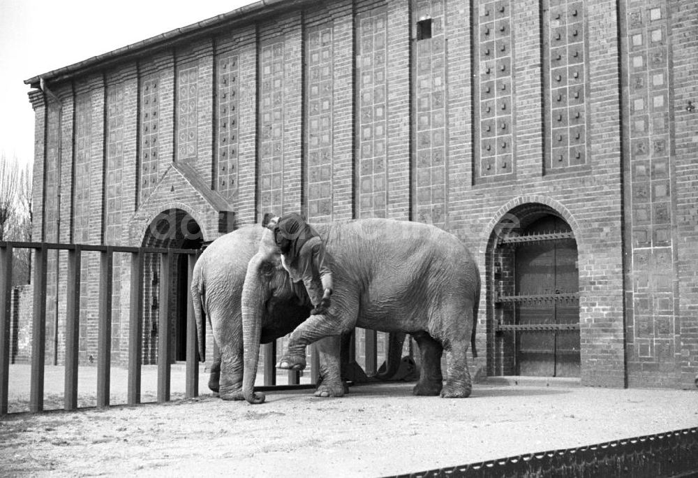 Leipzig: Elefanten im Leipziger Zoo 1959
