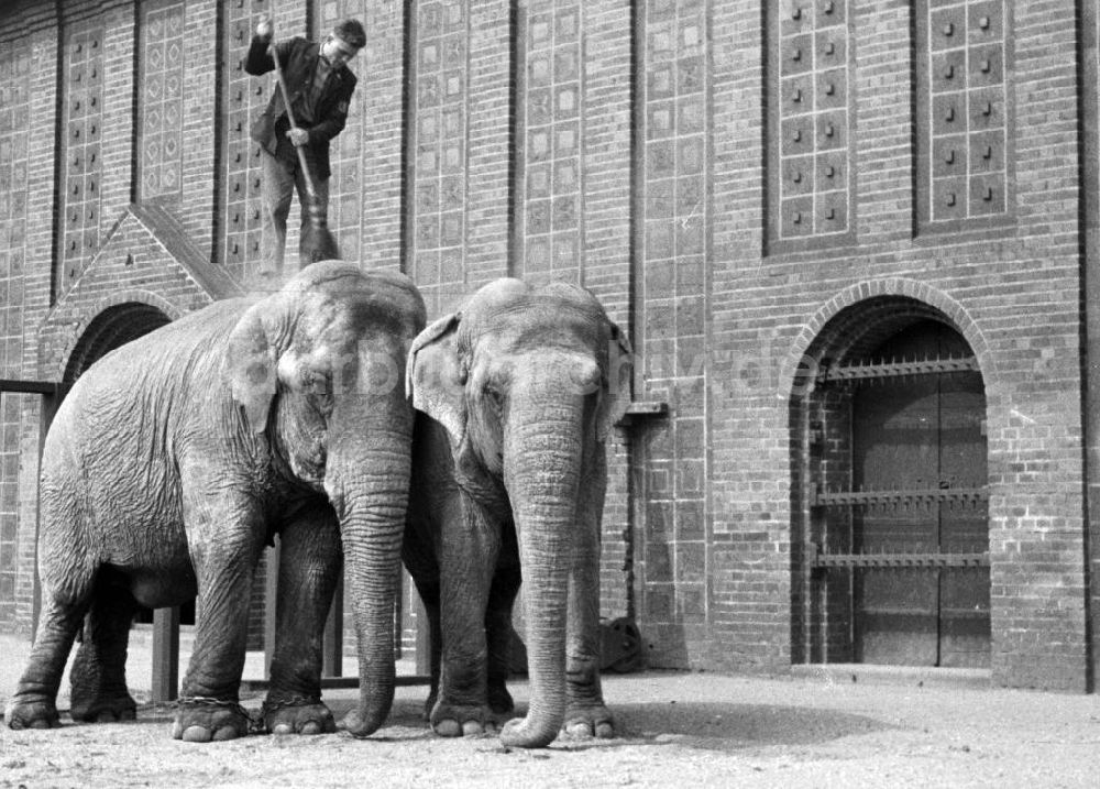 DDR-Bildarchiv: Leipzig - Elefanten im Leipziger Zoo 1959