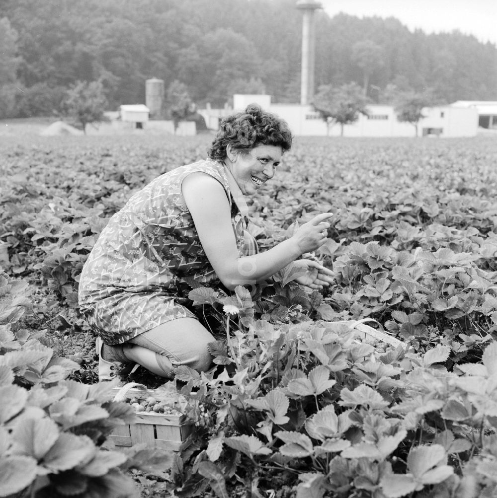 DDR-Fotoarchiv: Lindewerra - Erdbeeren Ernte in Lindewerra in Thüringen in der DDR