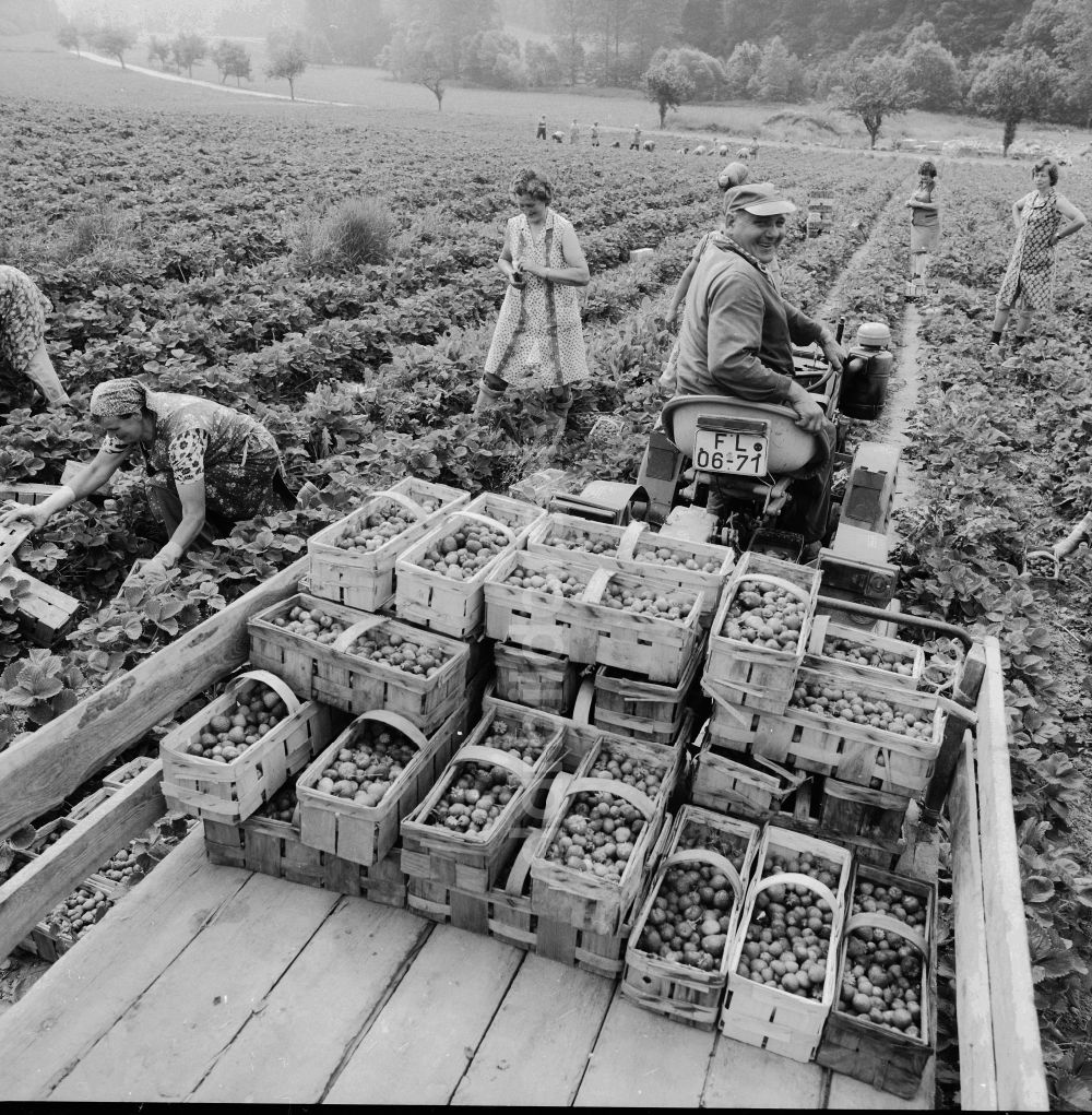 Lindewerra: Erdbeeren Ernte in Lindewerra in Thüringen in der DDR