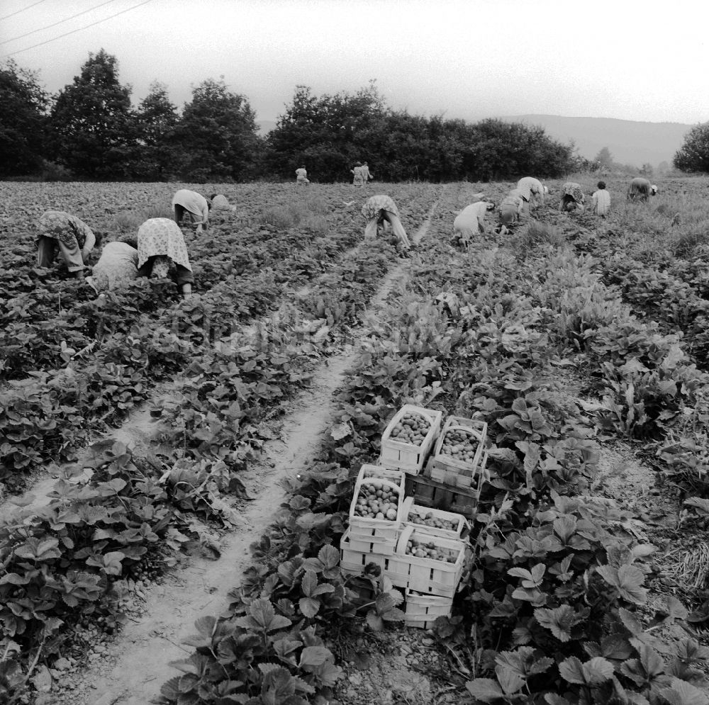 DDR-Fotoarchiv: Lindewerra - Erdbeeren Ernte in Lindewerra in Thüringen in der DDR