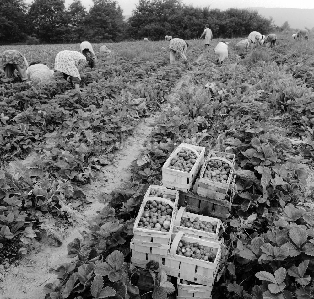 Lindewerra: Erdbeeren Ernte in Lindewerra in Thüringen in der DDR