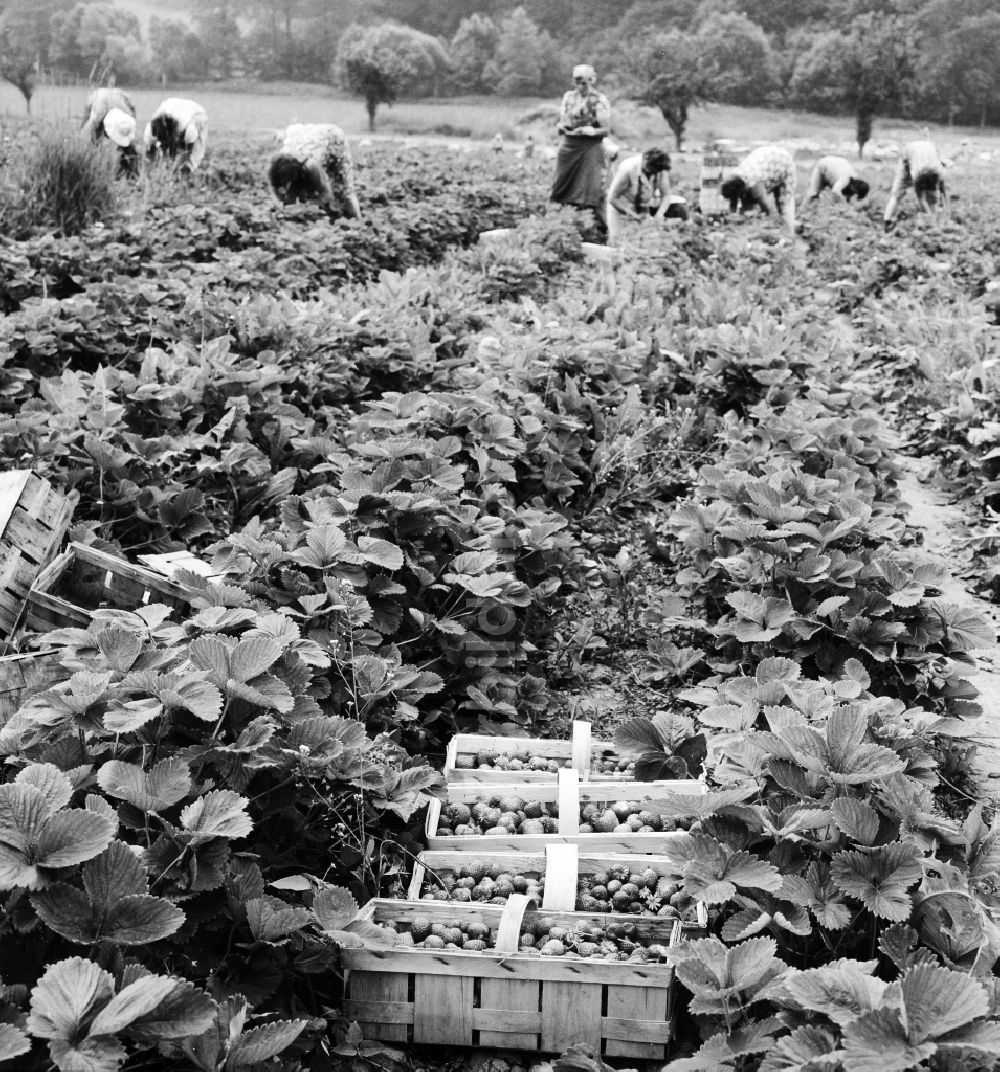 Lindewerra: Erdbeeren Ernte in Lindewerra im Bundesland Thüringen auf dem Gebiet der ehemaligen DDR, Deutsche Demokratische Republik