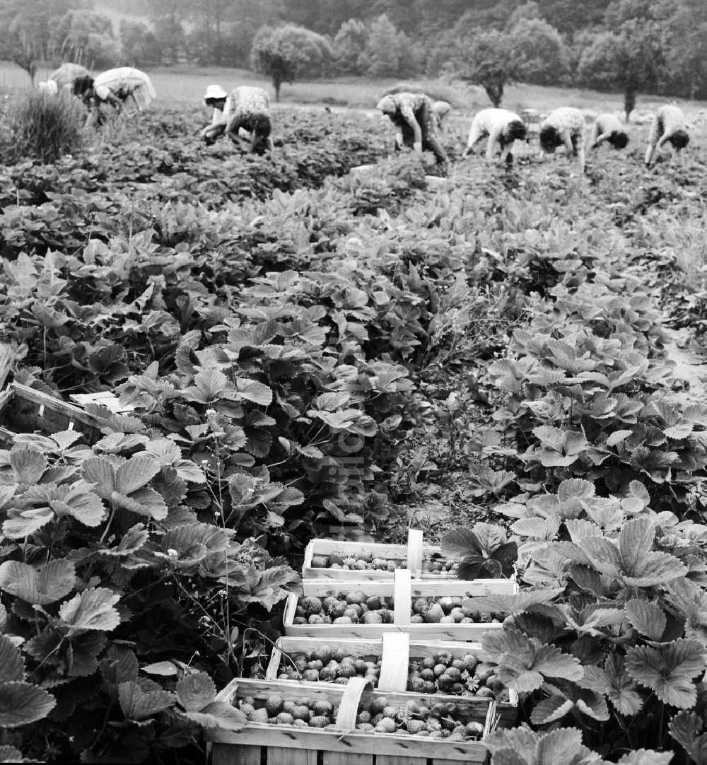 DDR-Bildarchiv: Lindewerra - Erdbeeren Ernte in Lindewerra im Bundesland Thüringen auf dem Gebiet der ehemaligen DDR, Deutsche Demokratische Republik