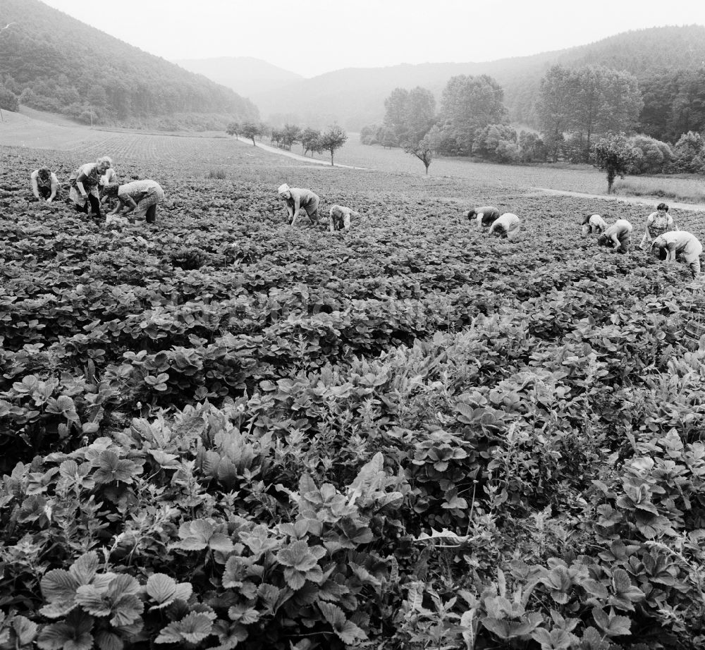 DDR-Bildarchiv: Lindewerra - Erdbeeren Ernte in Lindewerra im Bundesland Thüringen auf dem Gebiet der ehemaligen DDR, Deutsche Demokratische Republik